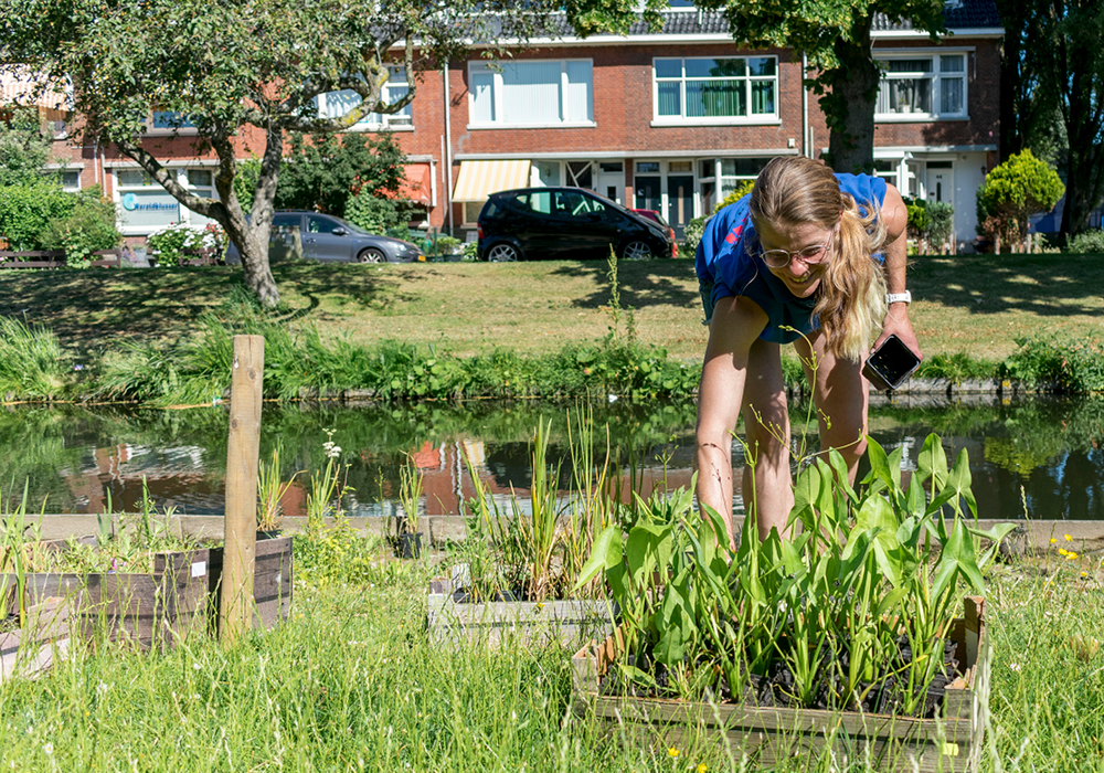 Natuurvriendelijke oever